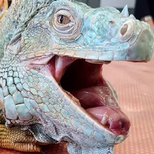Iguana-Exotic-San-Paolo